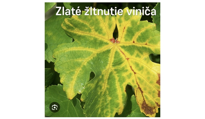  Okresný úrad Michalovce - Vyhlásenie karantény - zlaté žltnutie viniča 