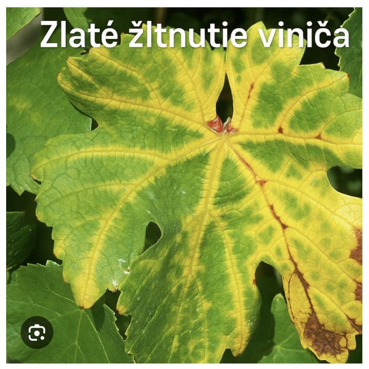  Okresný úrad Michalovce - Vyhlásenie karantény - zlaté žltnutie viniča 